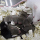 Image: Screen Shot via PNAS